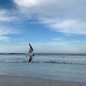 Meet your Posher, Sammy